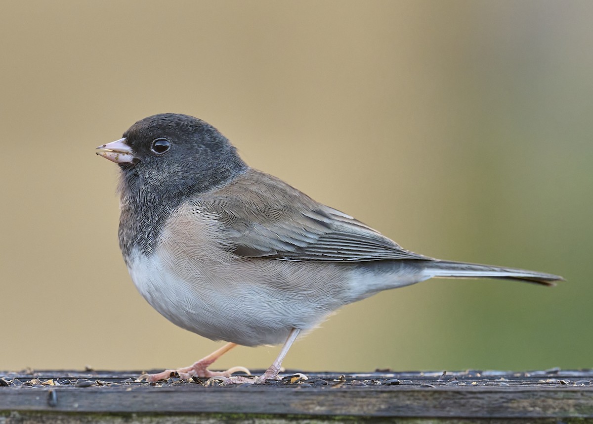 Dark-eyed Junco (Oregon) - ML645533449