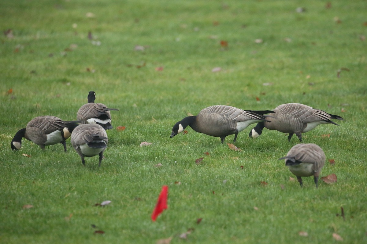 小加拿大雁 - ML645533453