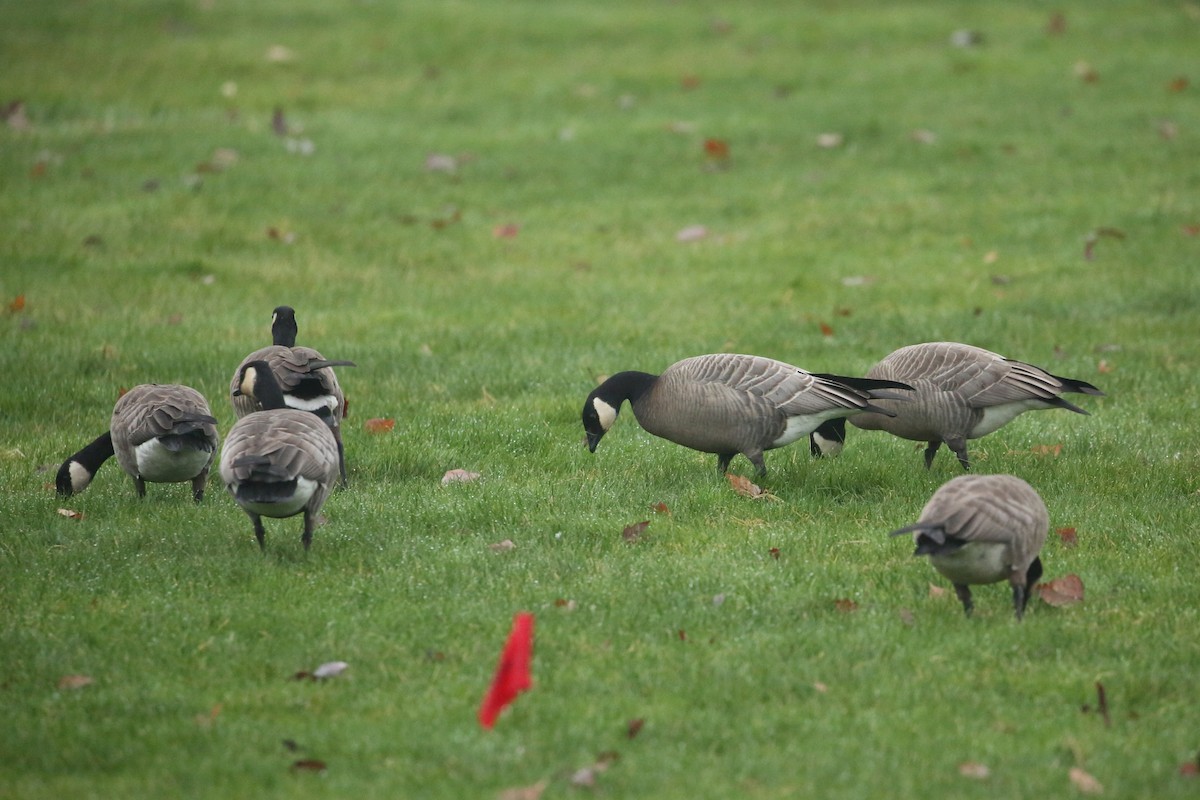 小加拿大雁 - ML645533454