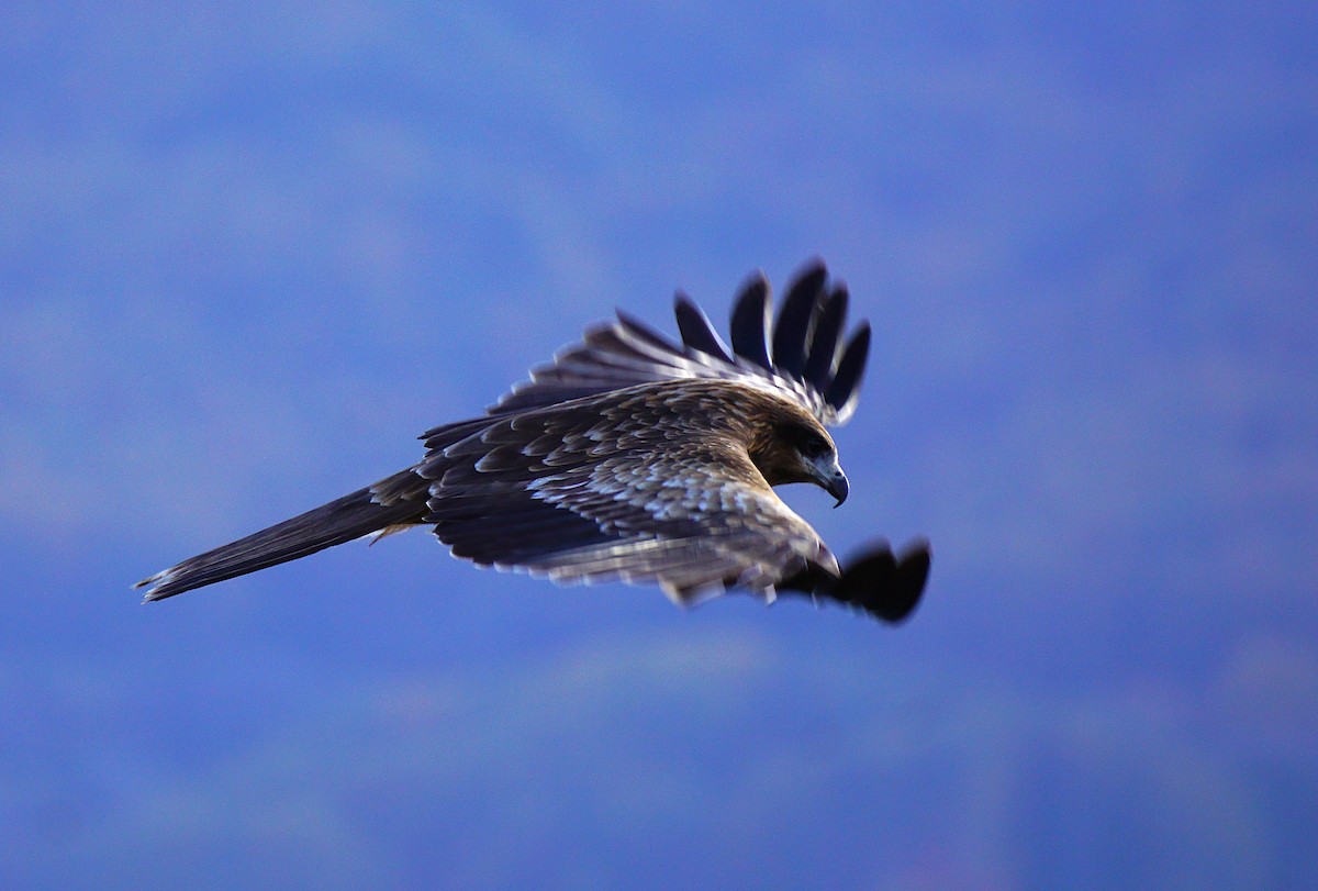 黑鳶 - ML645533463