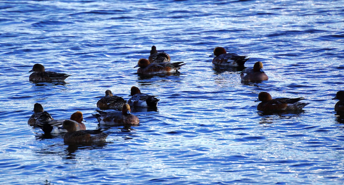 赤頸鴨 - ML645533467