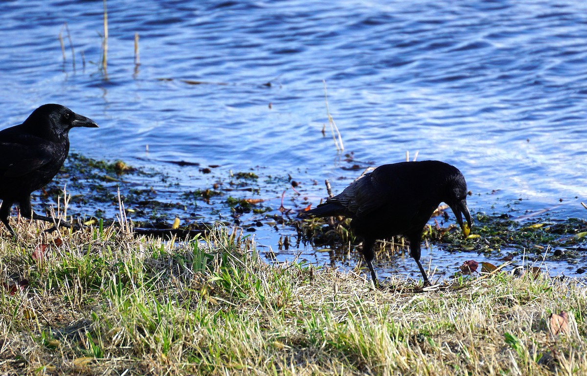 小嘴烏鴉 - ML645533468