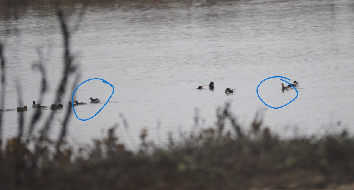 ハジロカイツブリ - ML645533469