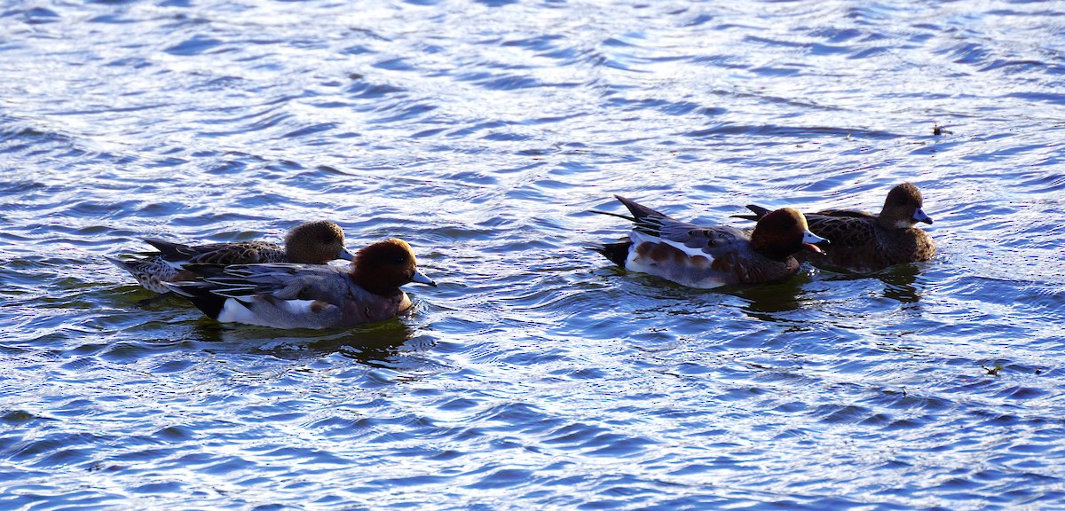 赤頸鴨 - ML645533472