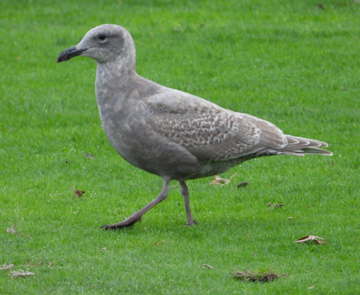 Western x Glaucous-winged Gull (hybrid) - ML645533480
