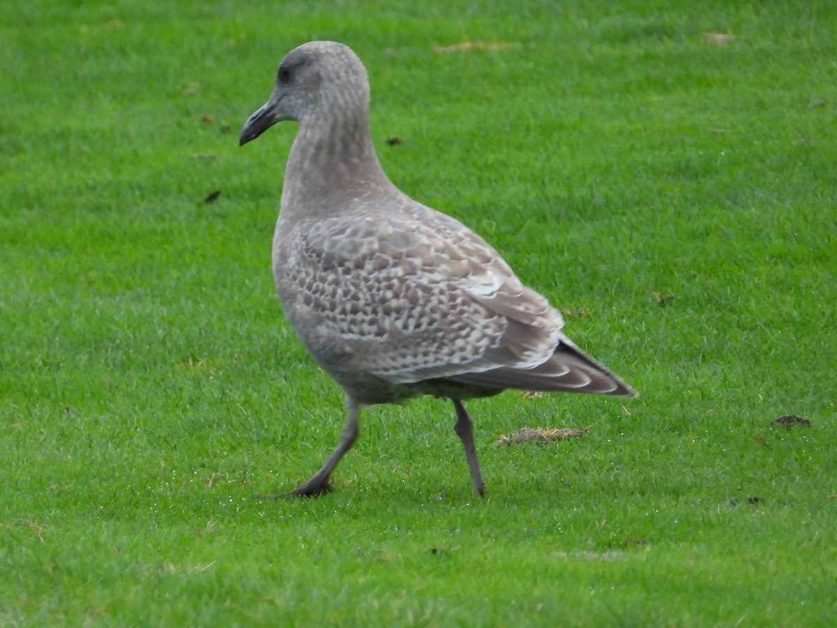 Western x Glaucous-winged Gull (hybrid) - ML645533481