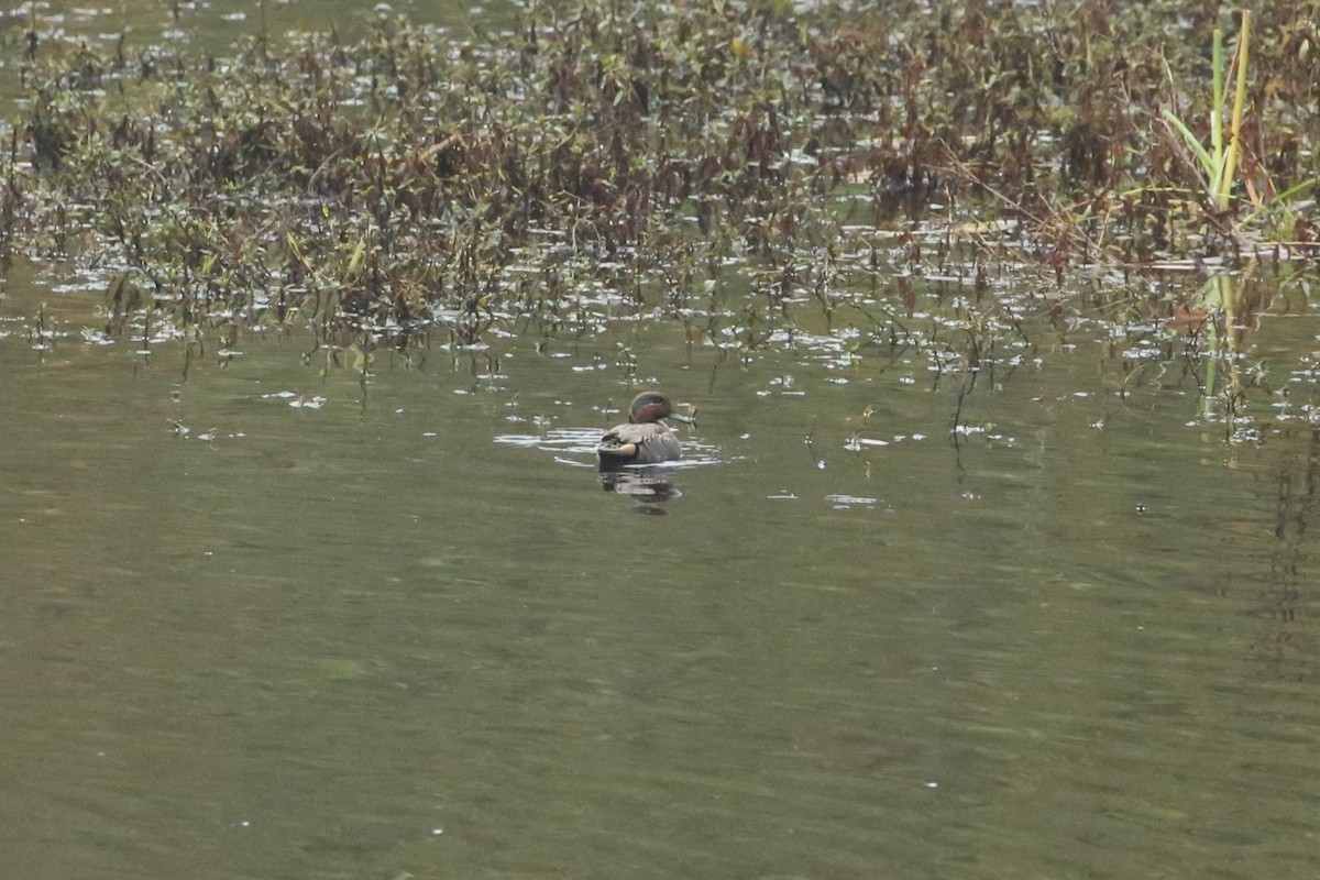שרשיר - ML645533482