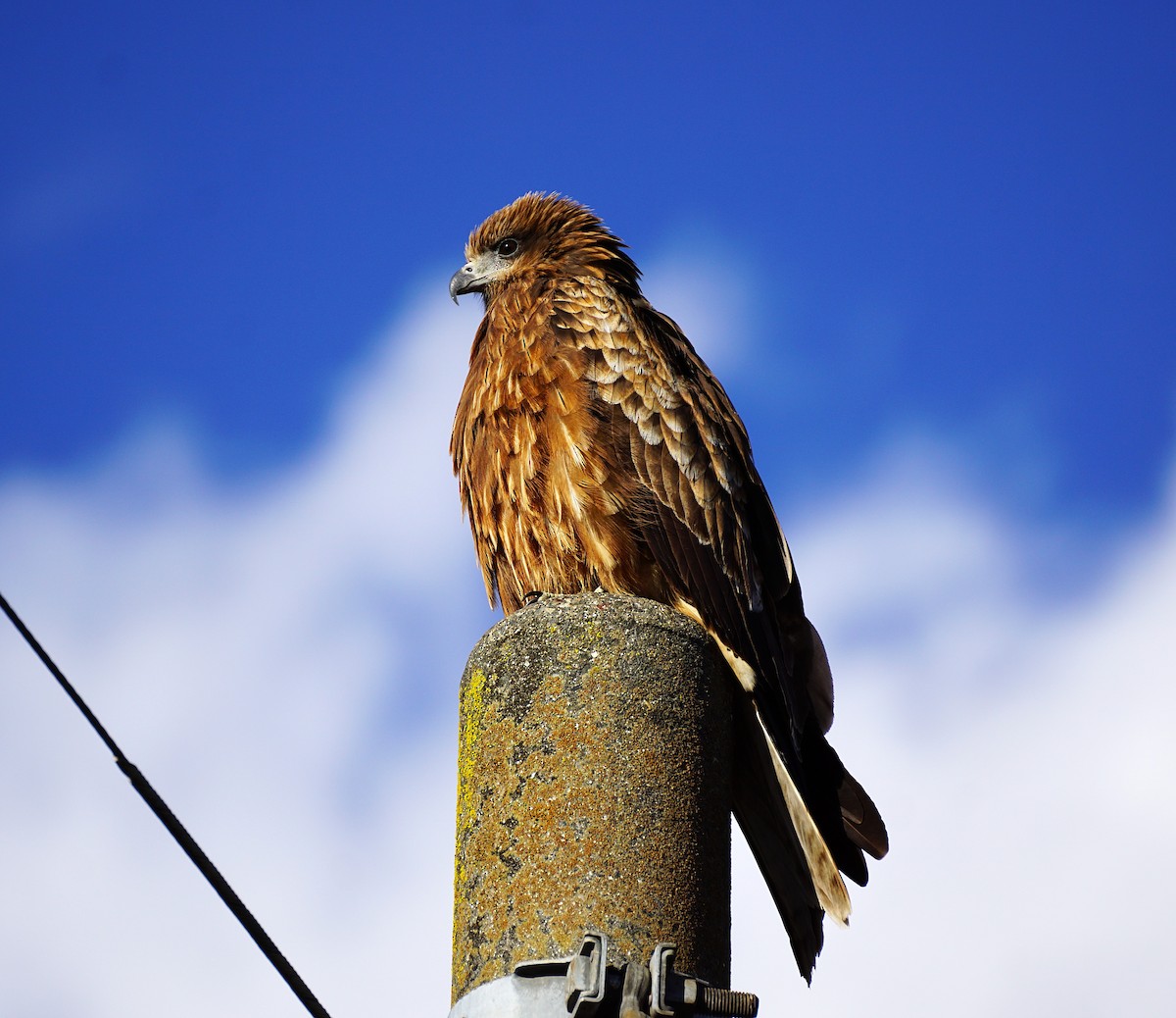דיה שחורה - ML645533483