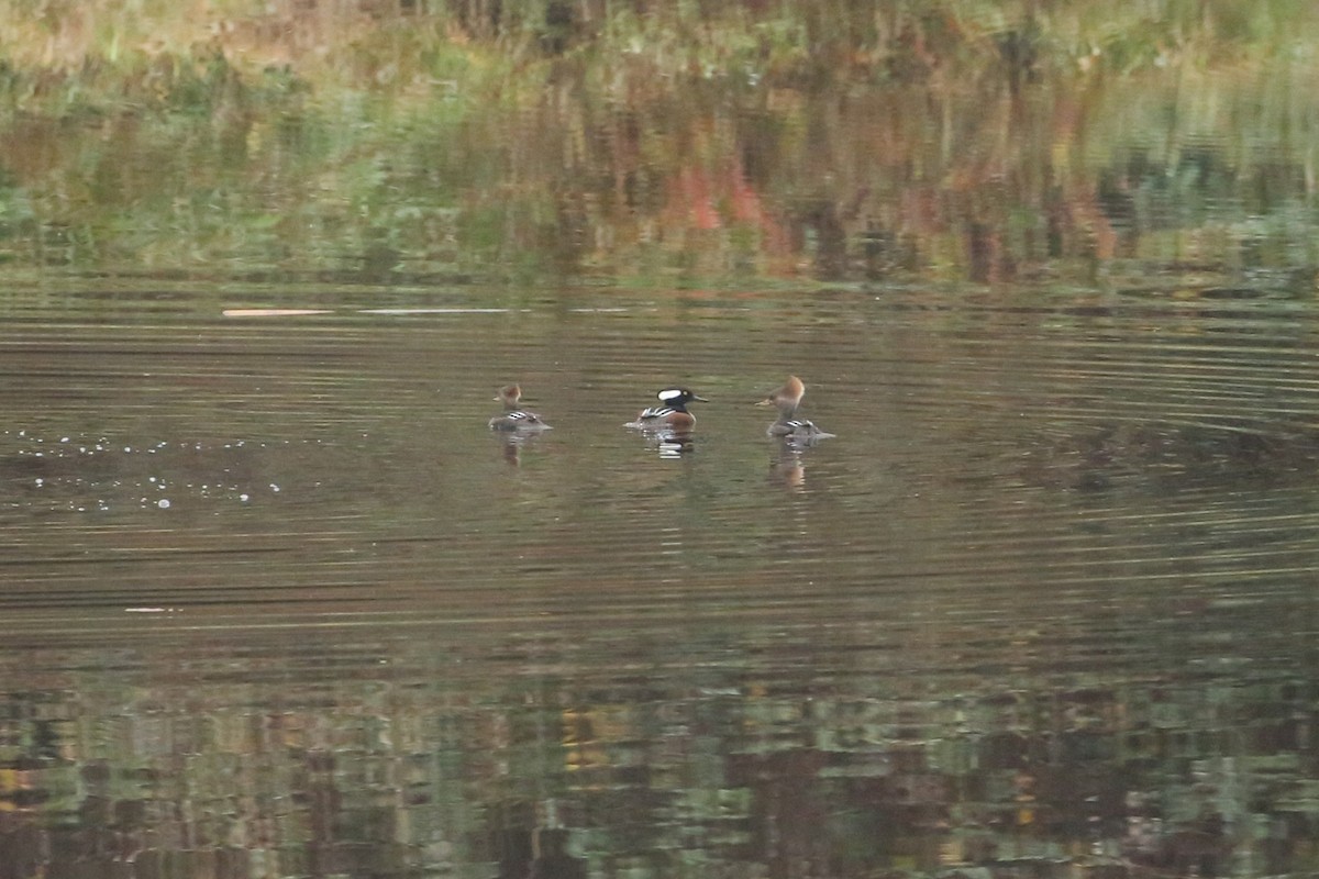 מרגון מקושט - ML645533486