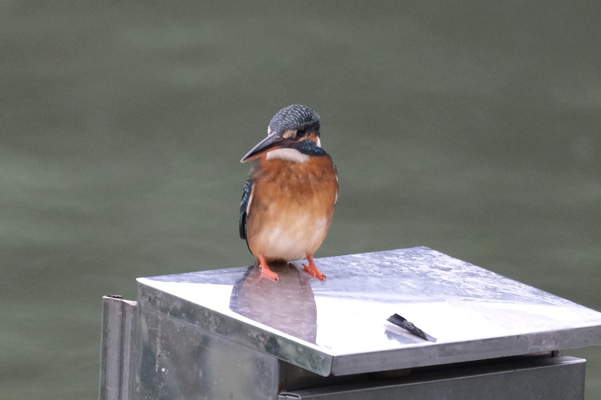 שלדג גמדי - ML645533487