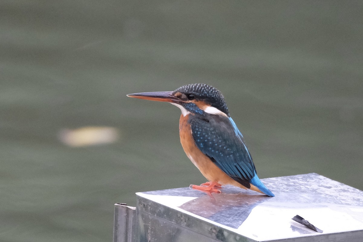 שלדג גמדי - ML645533488