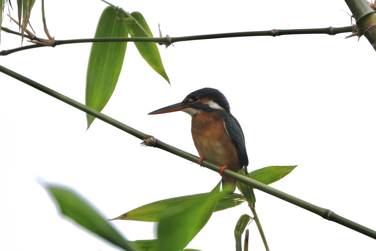 שלדג גמדי - ML645533489
