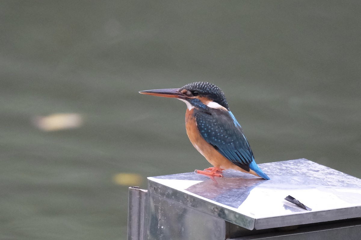 שלדג גמדי - ML645533490