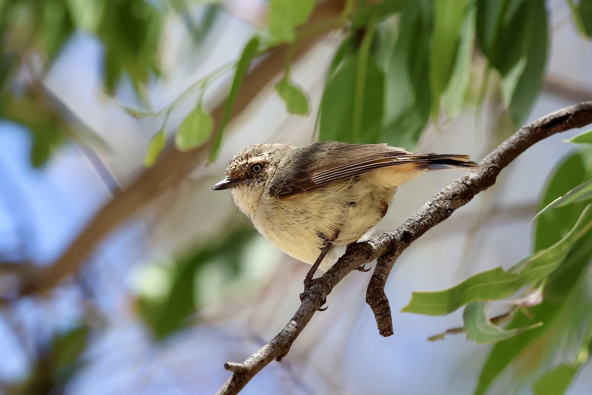 Buff-rumped Thornbill - ML645533491