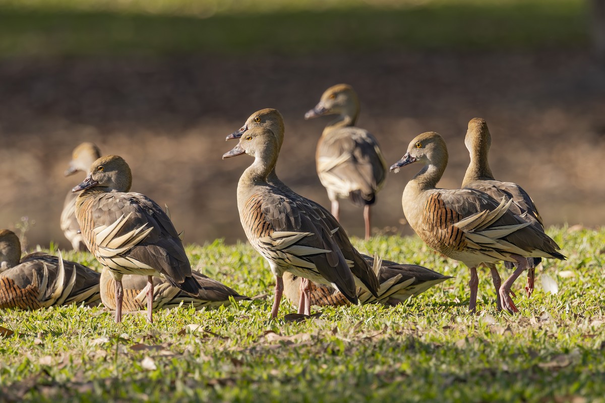 Plumed Whistling-Duck - ML645533492