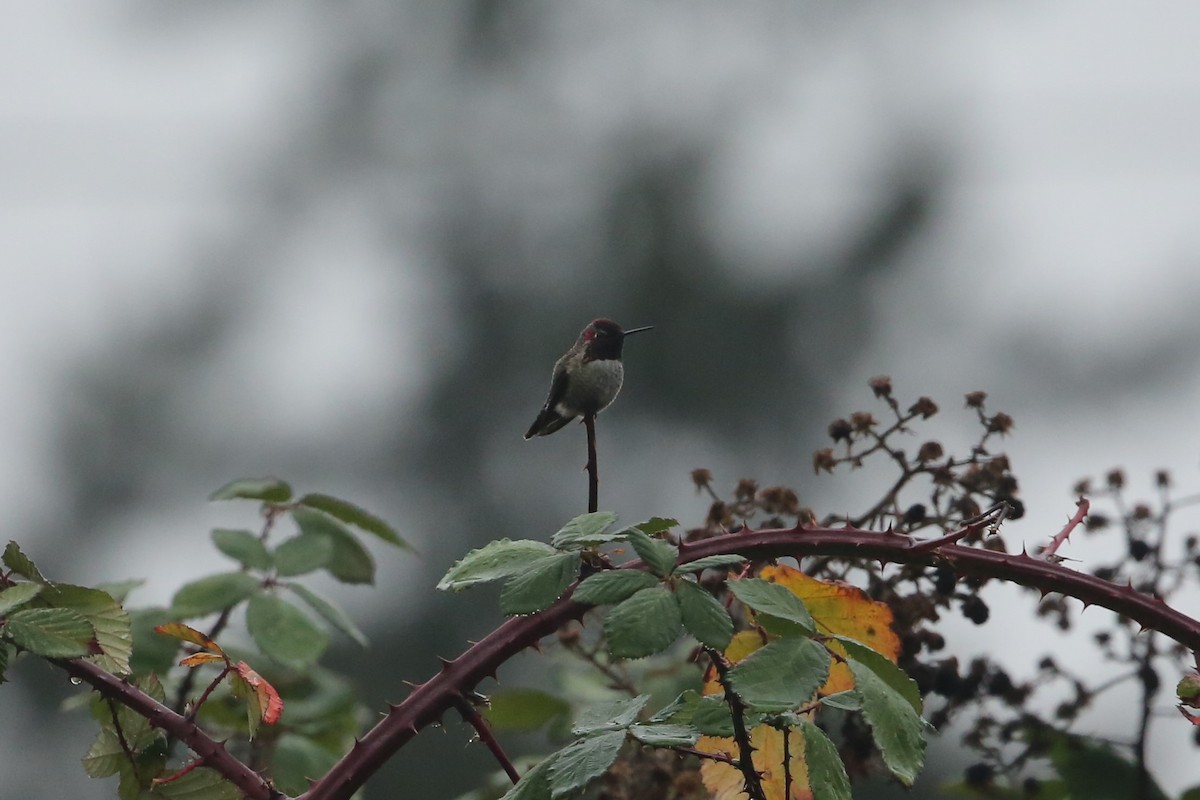 Anna's Hummingbird - ML645533493