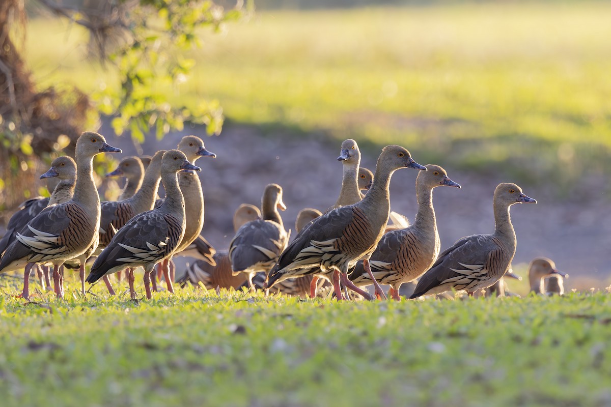 Plumed Whistling-Duck - ML645533494
