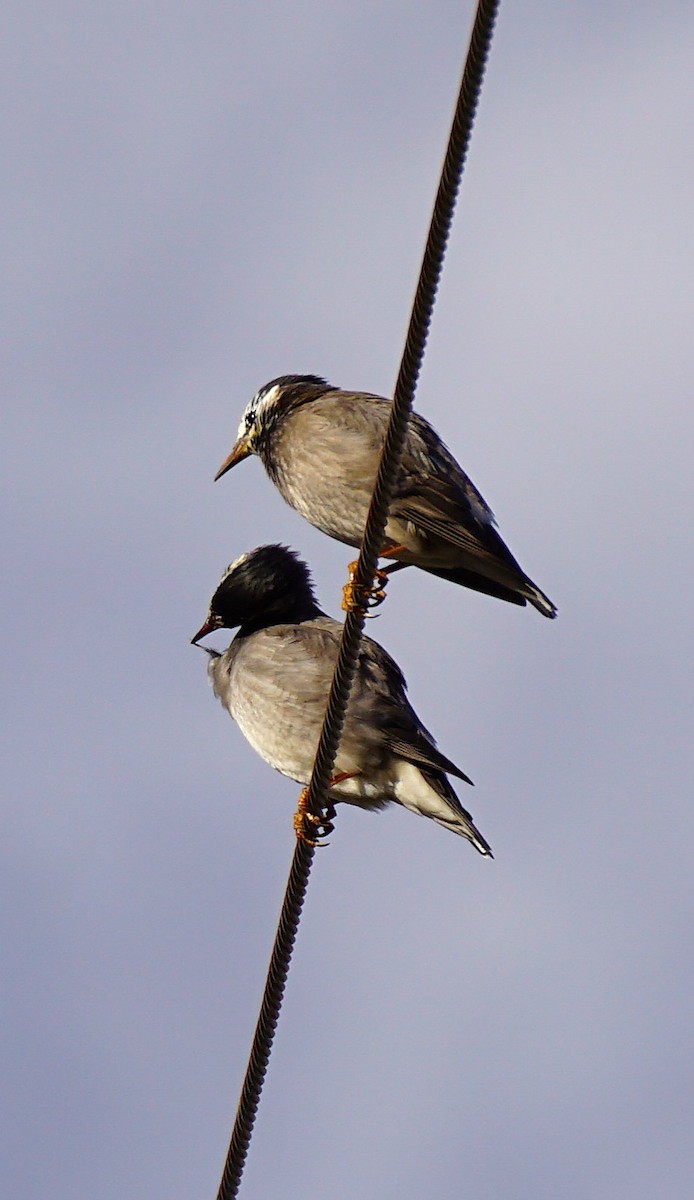 White-cheeked Starling - ML645533495