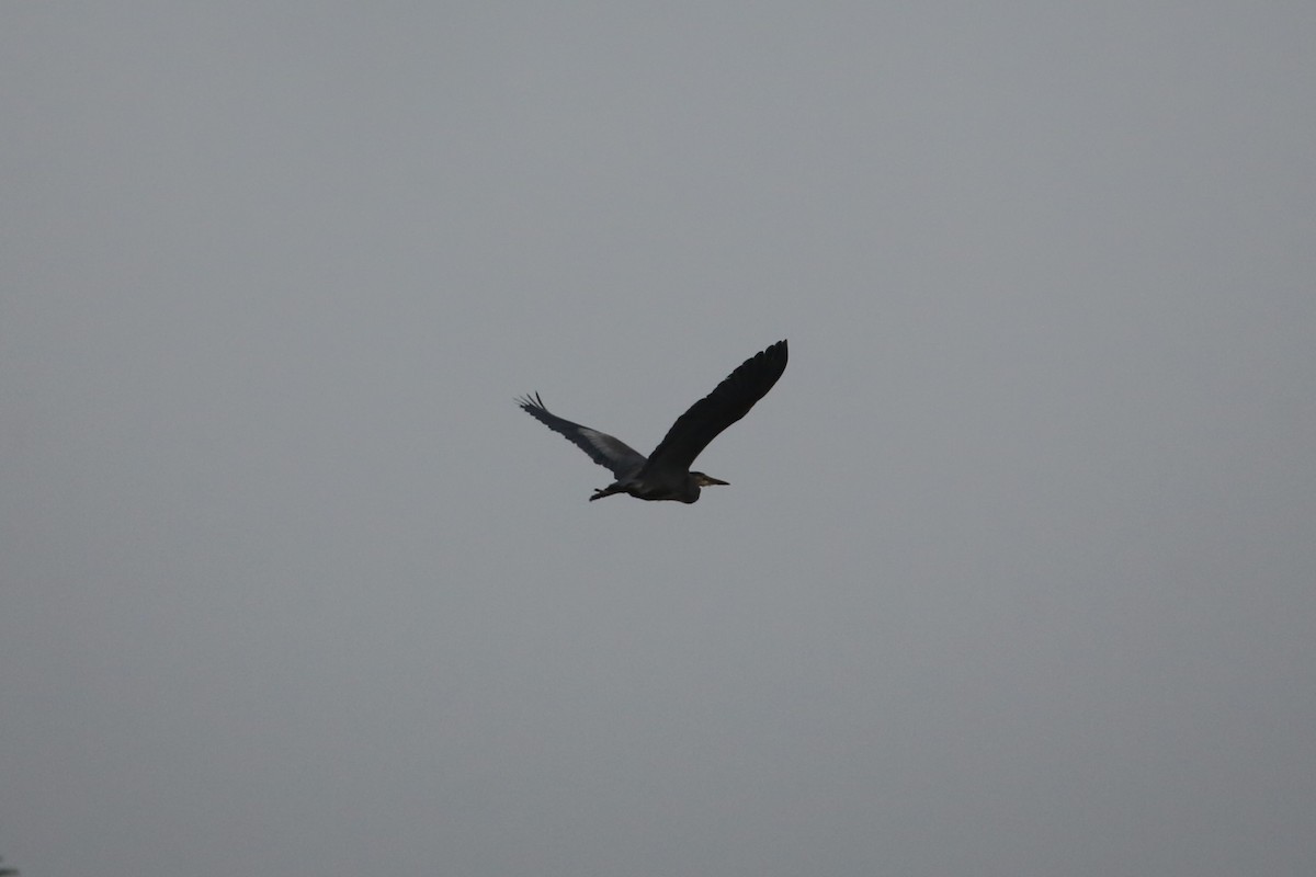 אנפה אמריקנית - ML645533496