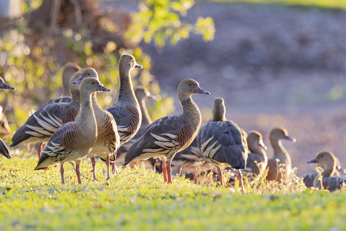 Plumed Whistling-Duck - ML645533497