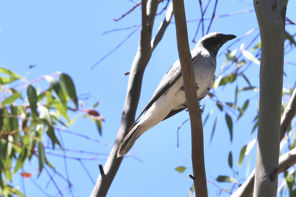 Black-faced Cuckooshrike - ML645533498