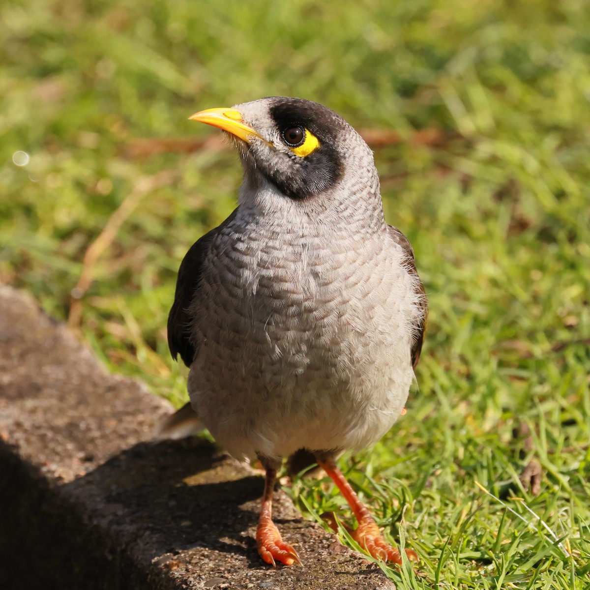 Noisy Miner - ML645533499