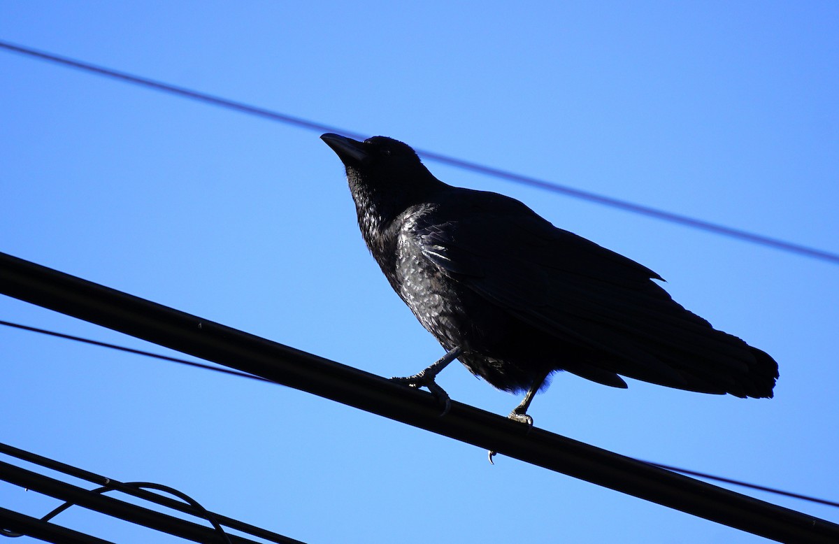 עורב אירופי - ML645533500