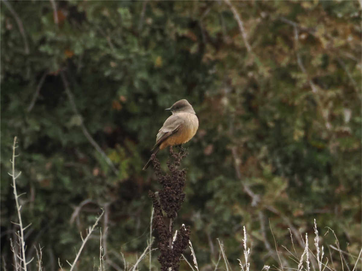 Say's Phoebe - ML645533501