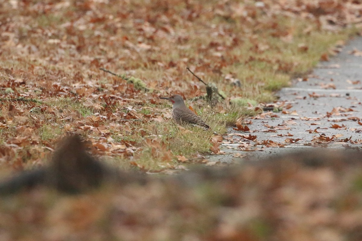נקר צפון-אמריקני - ML645533502