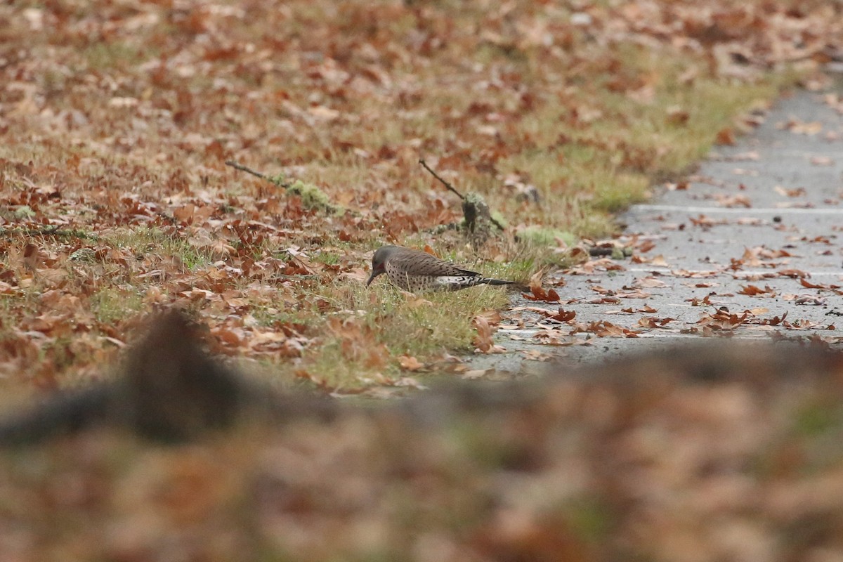 נקר צפון-אמריקני - ML645533503