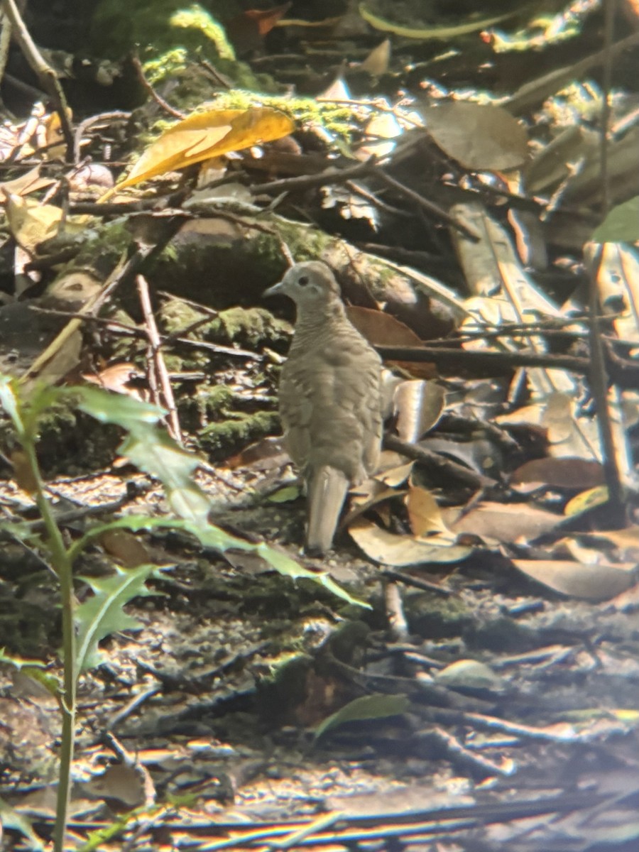 Zebra Dove - ML645533504