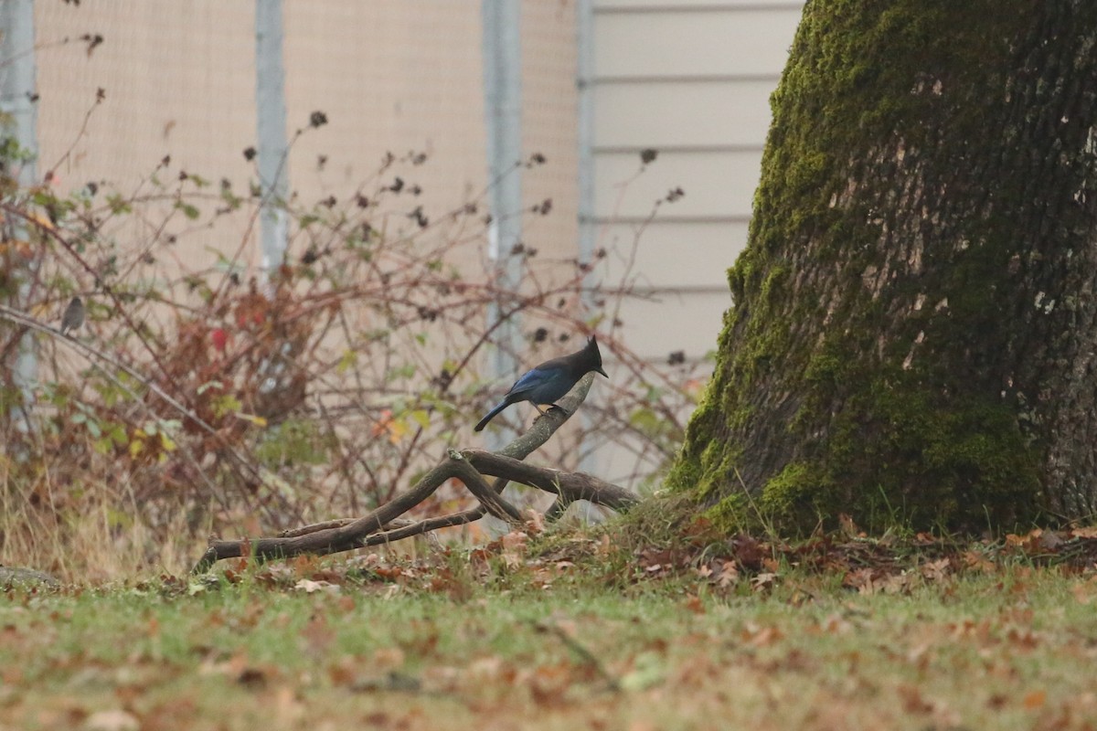 Steller's Jay - ML645533505