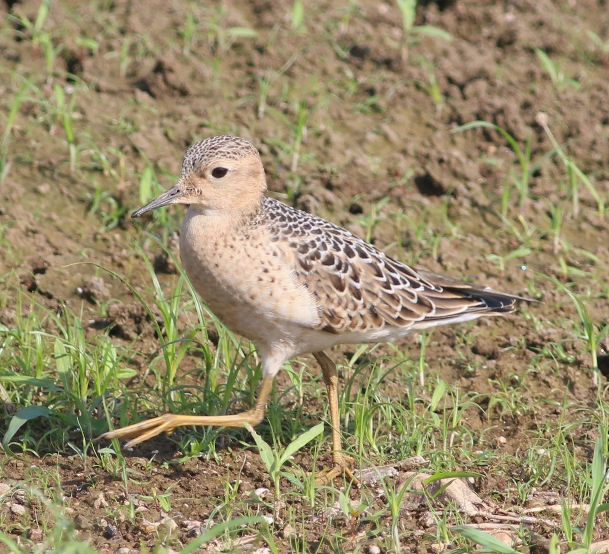Buff-breasted Sandpiper - ML645533507