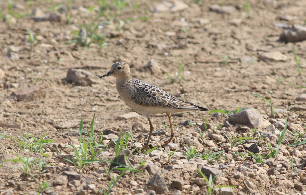 חופית זהובת-גחון - ML645533508