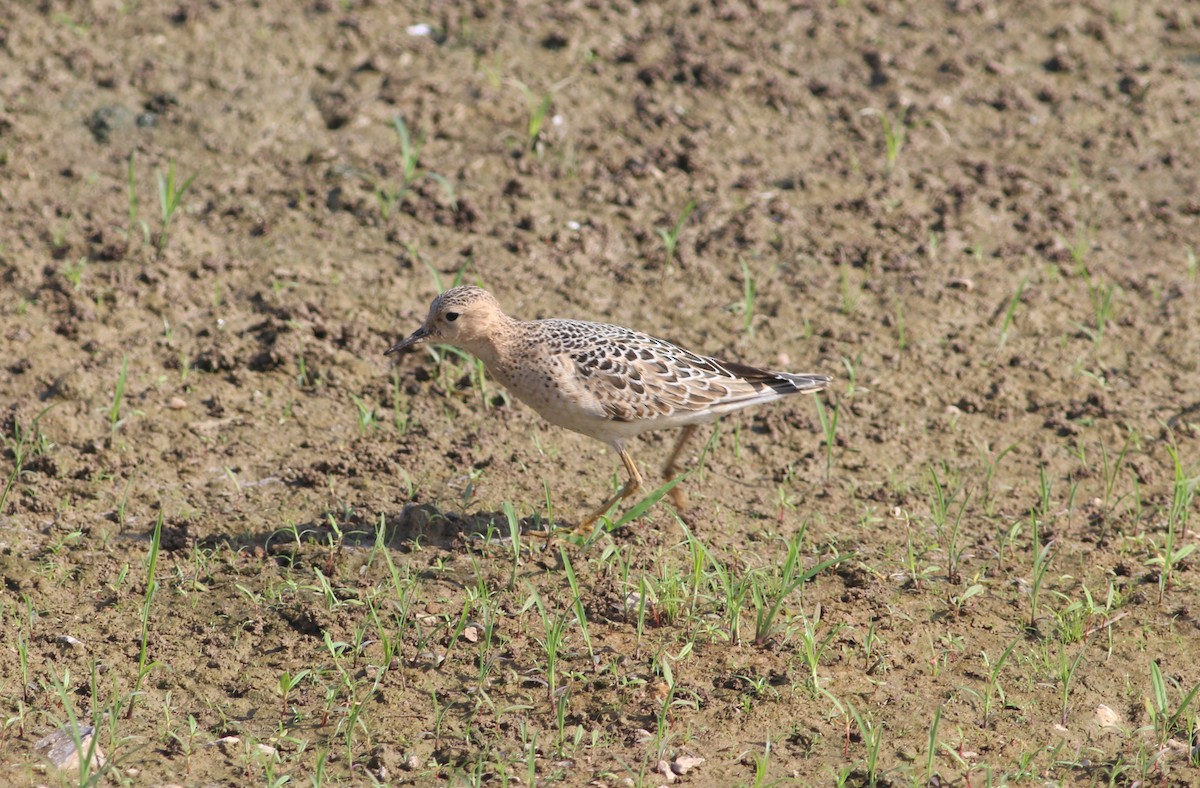 Buff-breasted Sandpiper - ML645533509