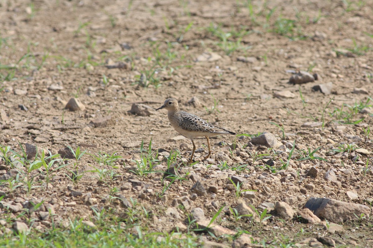 Buff-breasted Sandpiper - ML645533510