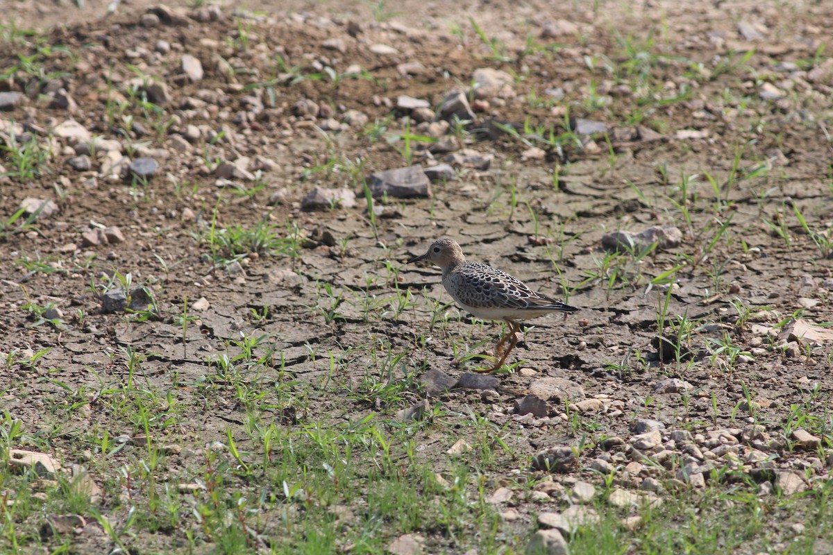 Buff-breasted Sandpiper - ML645533511