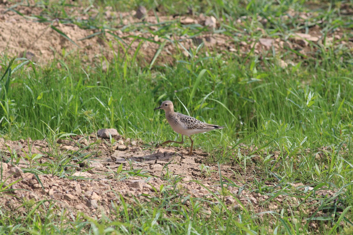 Buff-breasted Sandpiper - ML645533512