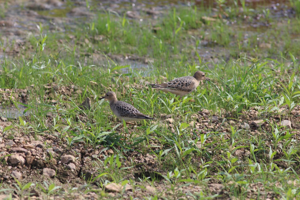 Buff-breasted Sandpiper - ML645533513