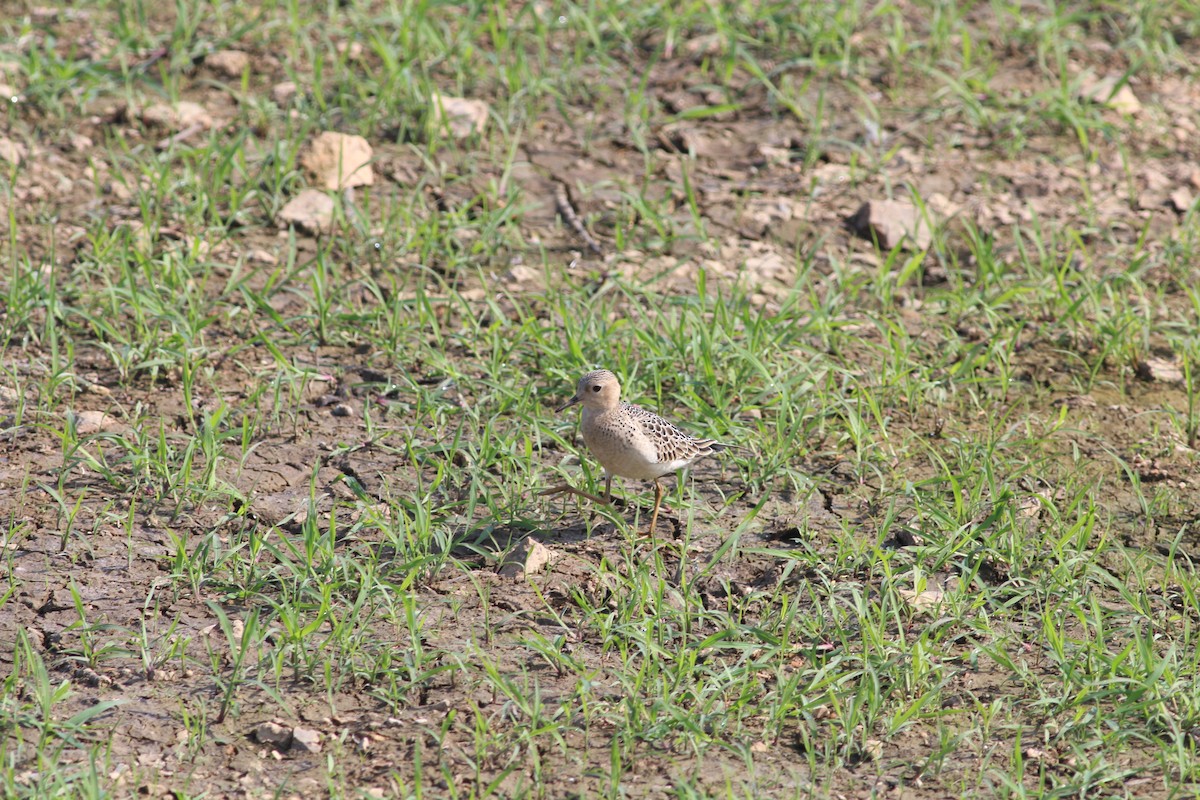 Buff-breasted Sandpiper - ML645533514