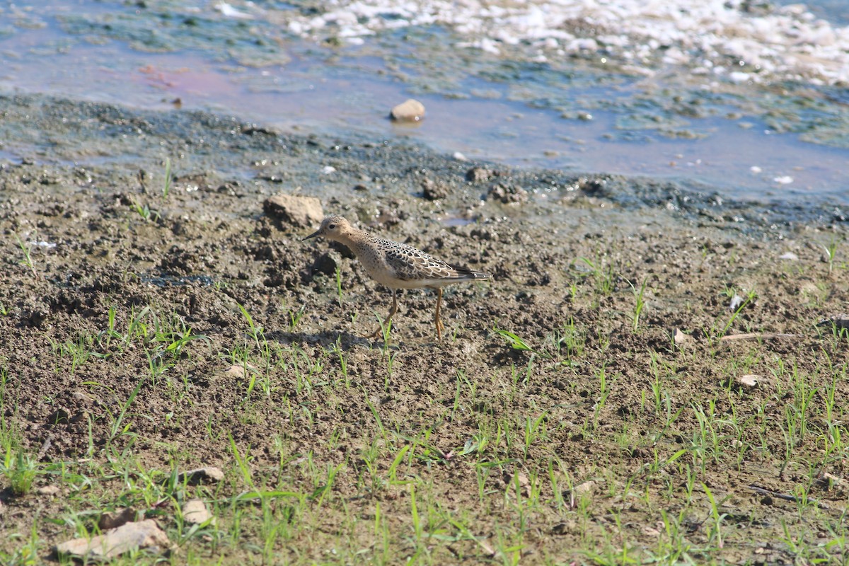 Buff-breasted Sandpiper - ML645533515