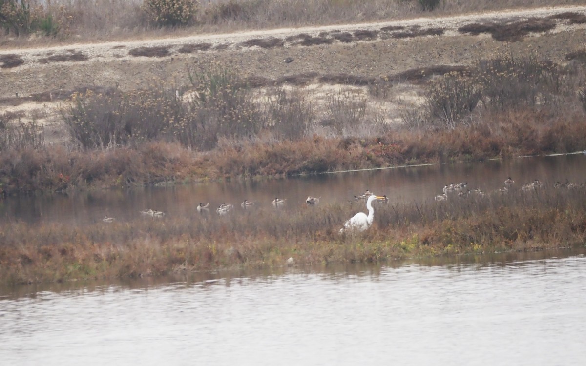 צחראש אדמוני - ML645533516