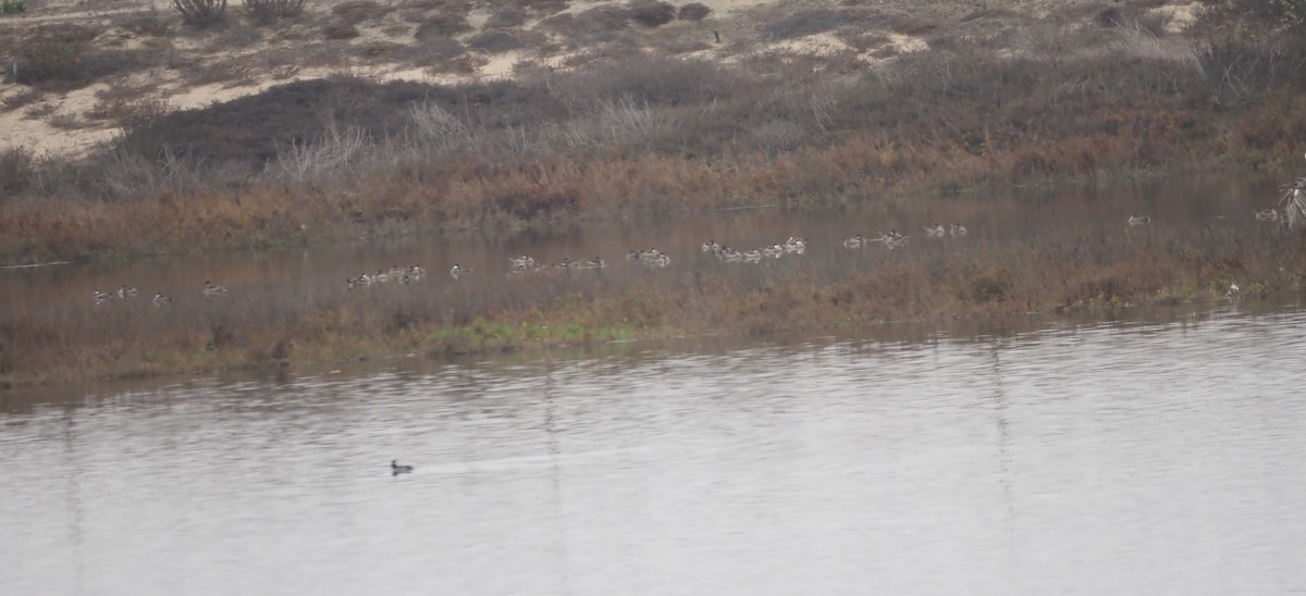 צחראש אדמוני - ML645533517