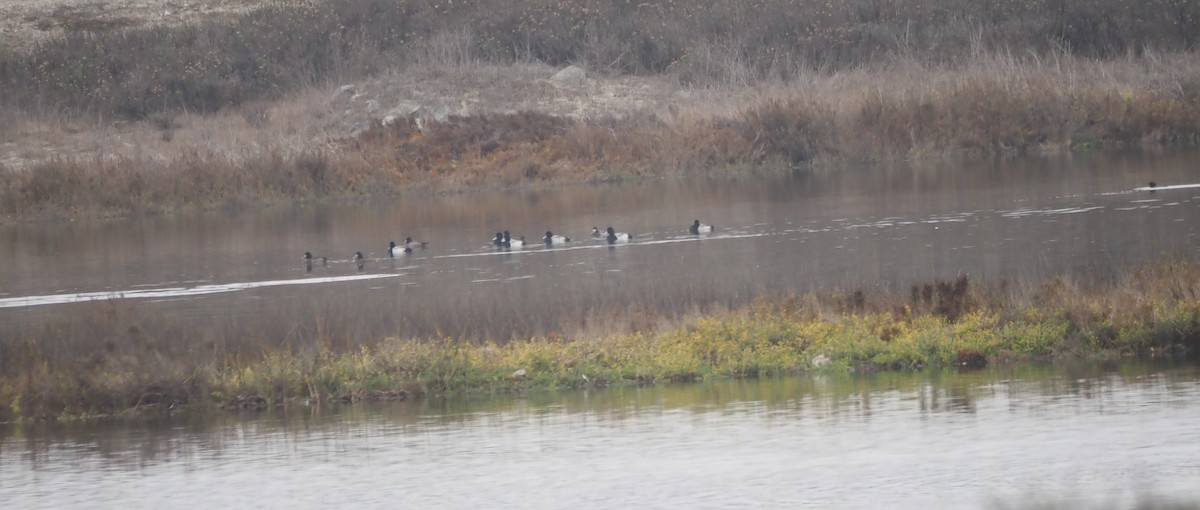 צחראש אדמוני - ML645533518