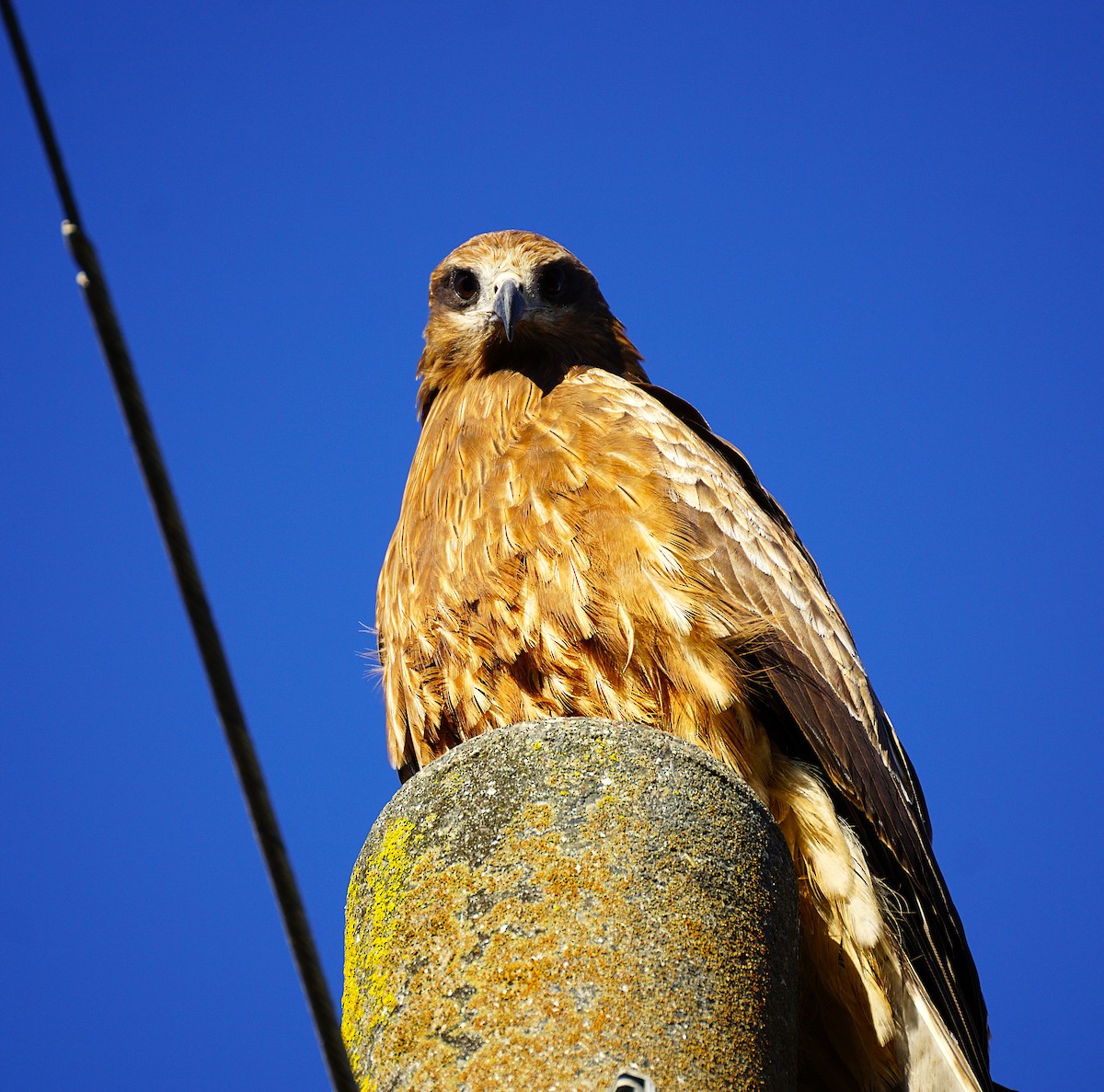 黑鳶 - ML645533520