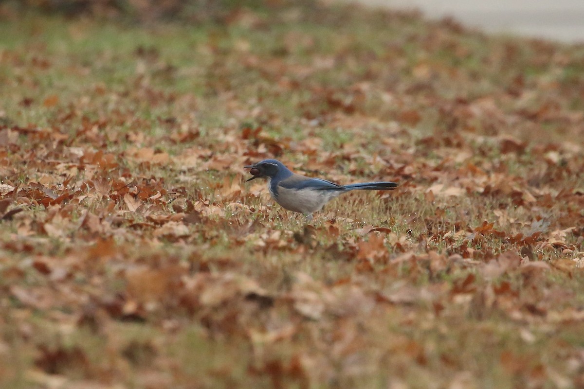 California Scrub-Jay - ML645533526