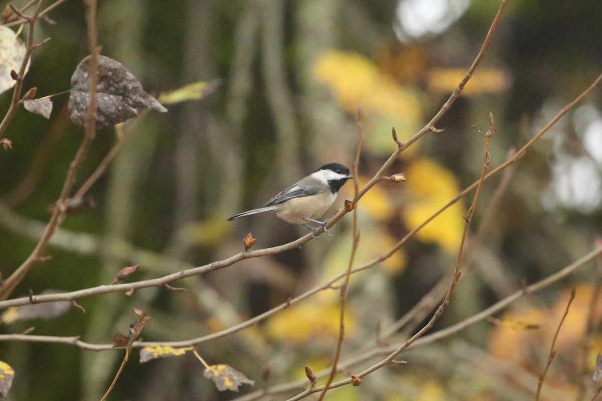 Black-capped Chickadee - ML645533528