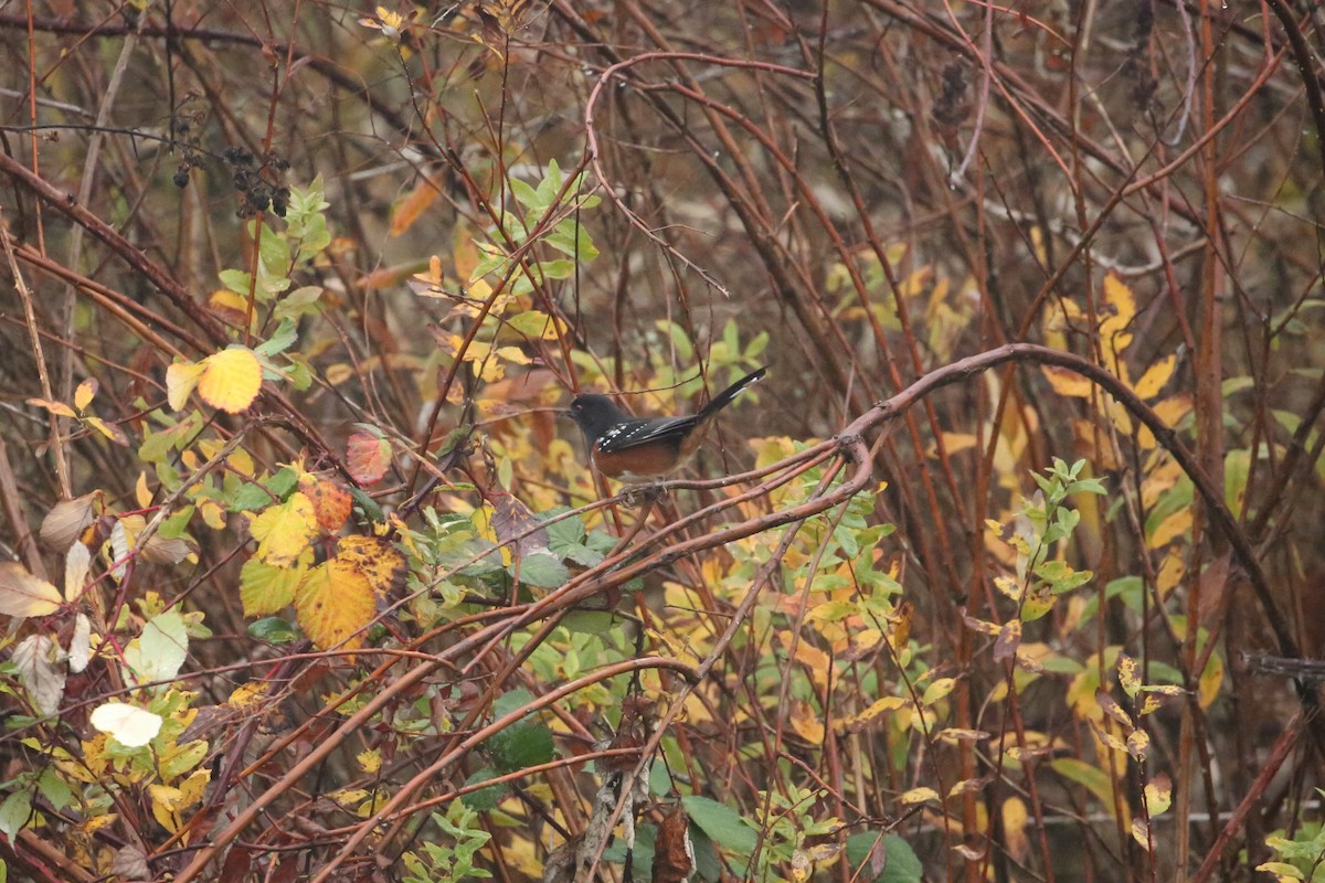 Spotted Towhee - ML645533531