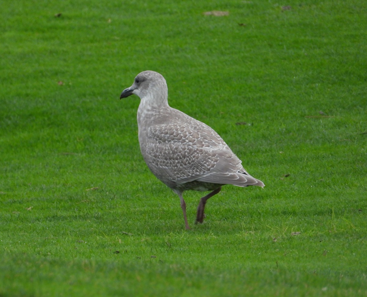 Glaucous-winged Gull - ML645533533