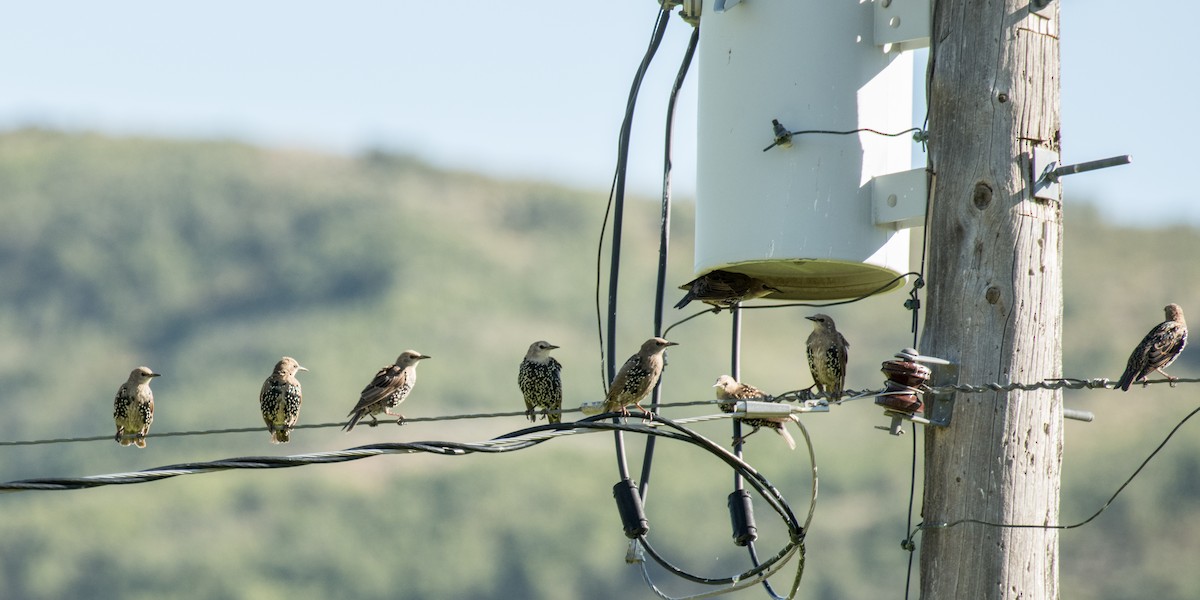 Storno - ML645533534